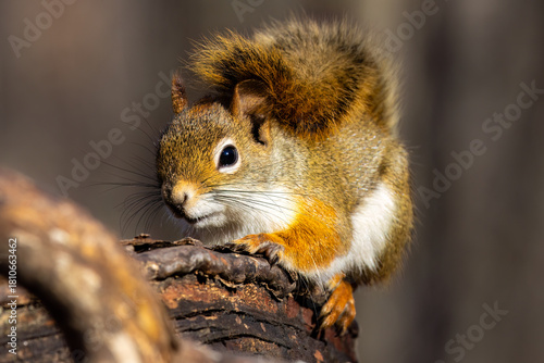 Close-up portrait of an American red squirrel (Tamiasciurus hudsonicus) perched on a tree branch. The squirrel is captured in sharp detail with bright orange and brown fur, expressive eyes, and natura