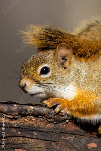American Red Squirrel (Tamiasciurus hudsonicus) close up portrait isolated against a blurred background. 