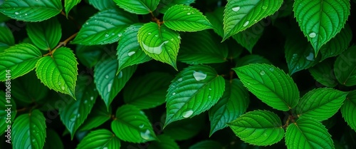 Dark green leaves glistening with raindrops, vibrant emerald hues,  leaves,  spring