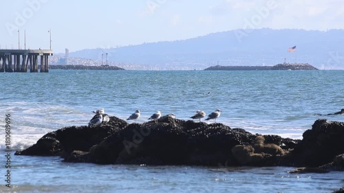 Seagulls On Rocks With Ocean Pier And American Flag
