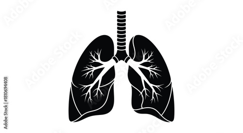 Anatomical illustration depicting the human lungs and bronchial pathways