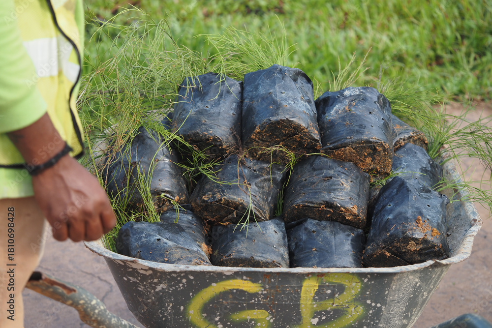 Obraz premium Workers move potted plants in a wheelbarrow