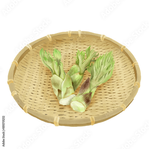 水彩風竹ザルの上のリアルなタラの芽のセット　早春の山菜