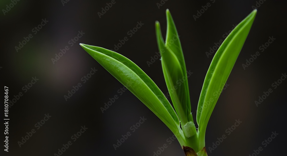 Obraz premium Young Green Plant Sprouting New Leaves in Natural Environment