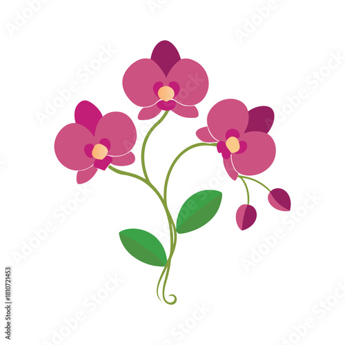 Vibrant pink orchid flowers vector illustration isolated Vector