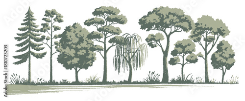 Architectural drawings minimal style cad tree line drawing, side view, wetland forest section set with separate vector elements, created for landscape design illustration, ecological mapping