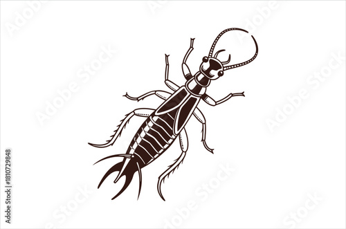 Detailed illustration of a stag beetle with prominent antlers and segmented body