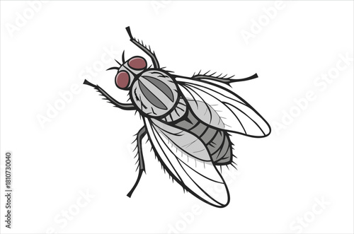 Detailed illustration of a common housefly with prominent wings and eyes