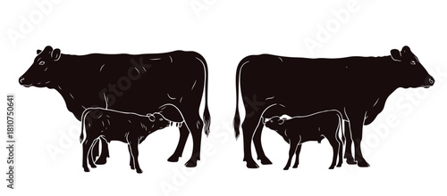 Hand-sketched illustration showing a calf suckling beneath its mother.