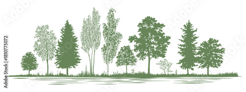 Minimal style tree line cad drawing, wetland forest side view section outline for landscape design, architectural vector illustration, forestry planning, landscape architecture, cad sketch