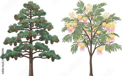 Beautiful cartoon vector illustration set of a pine cone tree and a vibrant flowering tropical Calliandra plant, botanical design elements for nature and landscape projects.