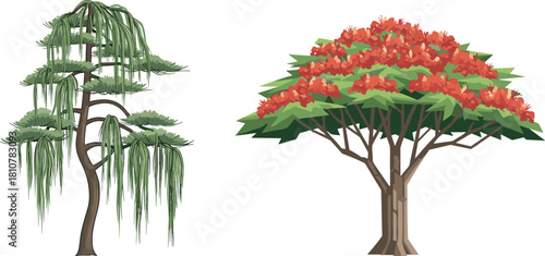 WeHigh-quality cartoon vector illustration set of a graceful weeping pine and a vibrant blooming Royal Poinciana tree, diverse botanical elements for nature landscape design.