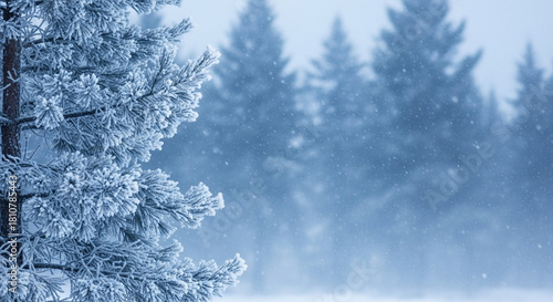 Winter Pine Tree Background: Frosty Branches and Snowy Forest

Blue Winter Landscape: Snow Covered Fir Tree Close Up

Cold Nature Scene: Frozen Spruce Branches in Blizzard