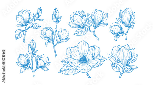 Hand-drawn line art of magnolia flowers in a botanical sketch collection.