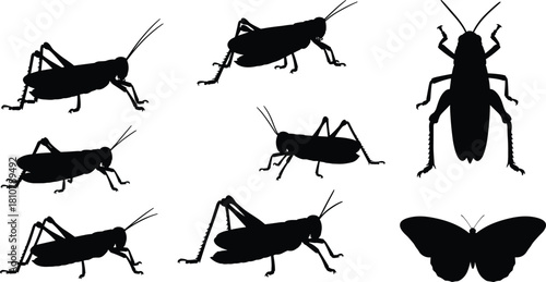 Black silhouettes of grasshoppers and butterfly, vector insect collection, locust jumping and cricket standing, nature wildlife illustration set isolated on white background.