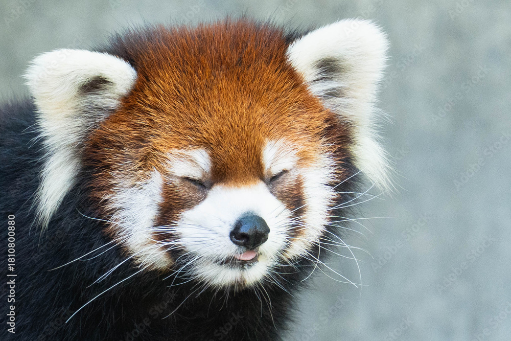Fototapeta premium Close-up portrait of a cute red panda with eyes closed and tongue out 