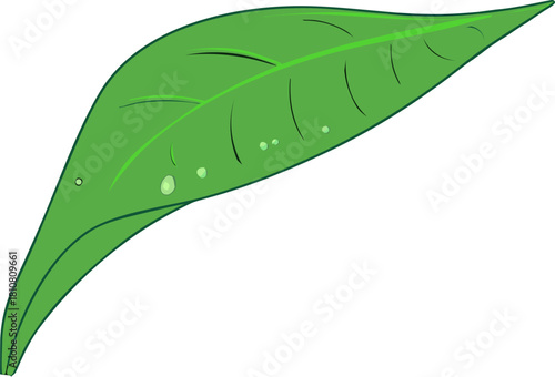 Green Leaf with Water Drops