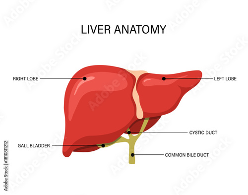 Liver anatomy. Human disease treatment. Medical illustration for cancer or cirrhosis. Vector design.