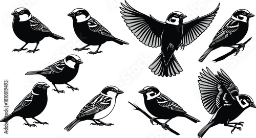 Sparrow bird silhouette illustration, flying and perched sparrows, black and white vector birds, avian poses, wildlife clipart, nature design