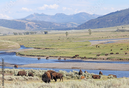 Bisons in Lamar Valley, Yellowstone National Park, USA