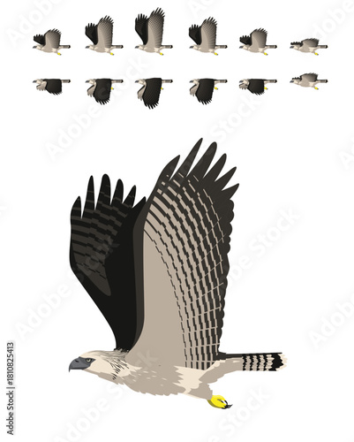 Philippine Eagle Flying Animation Cartoon Vector