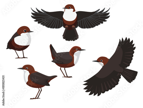 White-Throated Dipper Bird Various Poses Cute Cartoon Vector Illustration