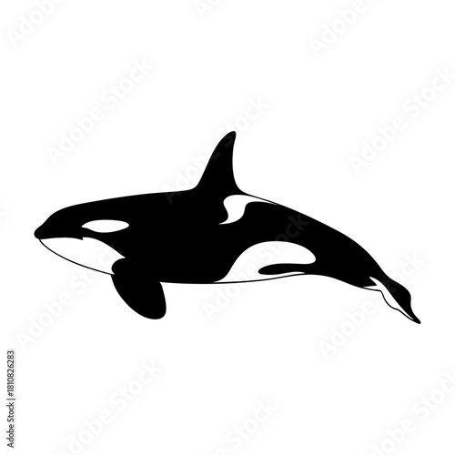 Orca Killer Whale Swimming Silhouette Vector