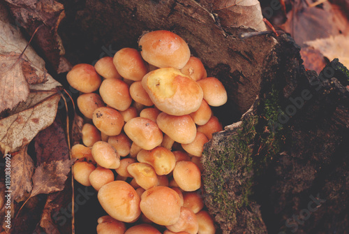 mushrooms in the forest