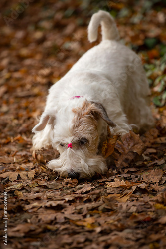 Sniffing sealyham terrier dog in autumn forest