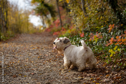 Sealyham terrier walking in the park
