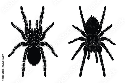 Two tarantula spiders are displayed in black and white for scientific study or Halloween themed designs