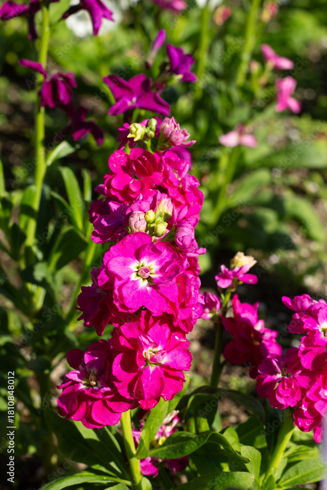 Obraz premium Bright Pink Flowers Bloom in a Sunny Garden During Springtime