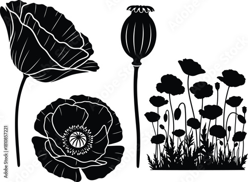 Poppy flower silhouettes vector set with buds blossoms and garden cluster