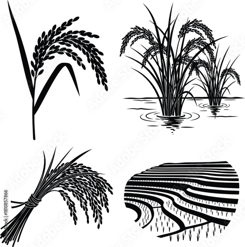 Rice plant silhouettes vector set with rice paddies and harvested bundle