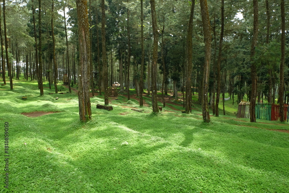 Obraz premium Lush green grass covers the forest floor beneath tall pine trees in a serene woodland setting, creating a peaceful and idyllic scene.
