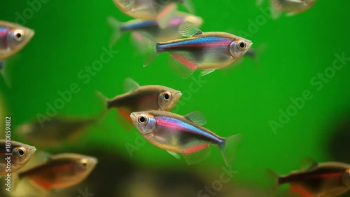 video of guppy fish with flowing tails, isolated on bright green chroma key screen, perfe