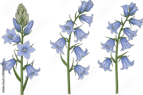 Detailed Bluebell Flower Botanical Illustration Set with Realistic Stems, Petals, and Natural Colors