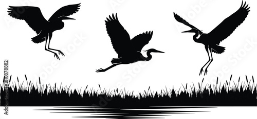 Vector silhouette illustration of three herons flying over wetland reeds and water ripples isolated on white background for nature, wildlife, and scenery design concepts.