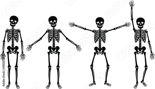 Vector illustration set of four black human skeleton silhouettes in various poses including standing, waving, and jumping isolated on white background for spooky Halloween designs.