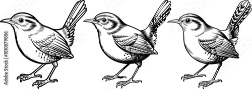 Three black and white line art drawings of a wren bird