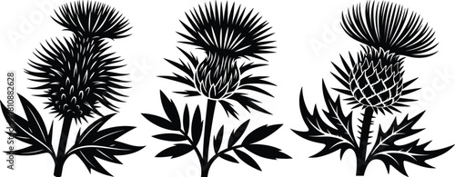 Three black thistle flowers with leaves plant nature