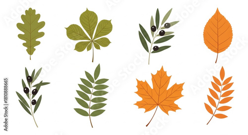 Elegant autumn leaves assortment for creative designs, featuring olive branch, maple, birch and oak leaves, perfect for seasonal projects and nature themes