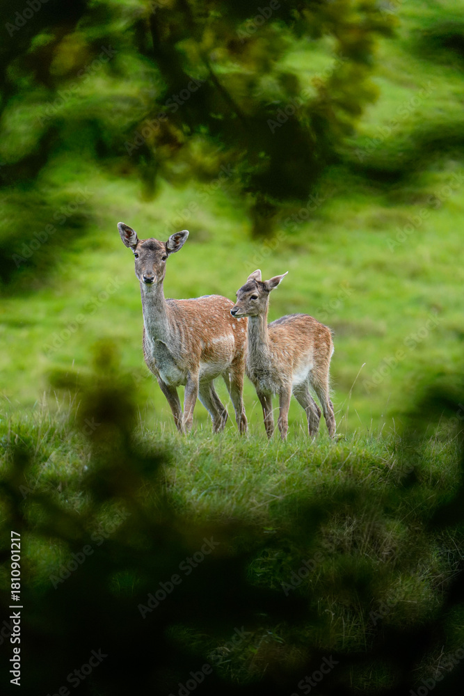 Obraz premium white tailed deer