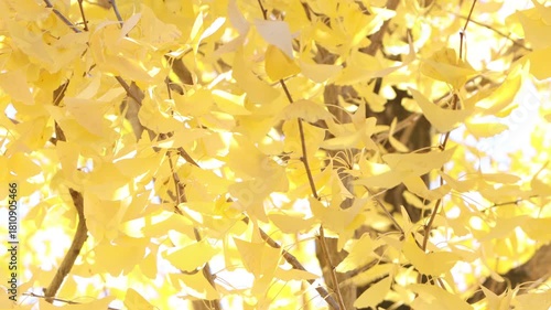 風に揺れる鮮やかに色づいたイチョウの葉のフィックス撮影