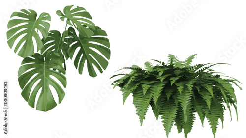 Monstera Plant and Fern in Pots on White Background Keywords: plant, indoor plant, foliage, green, leaves, monstera, fern, potted plant, houseplant, botanical, nature, decor