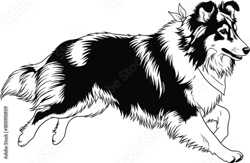 Rough Collie Dog Silhouette Line Art Running Breed Collie Illustration Rough Style Running Pet Animal Companion Purebred Collie Vector Isolated