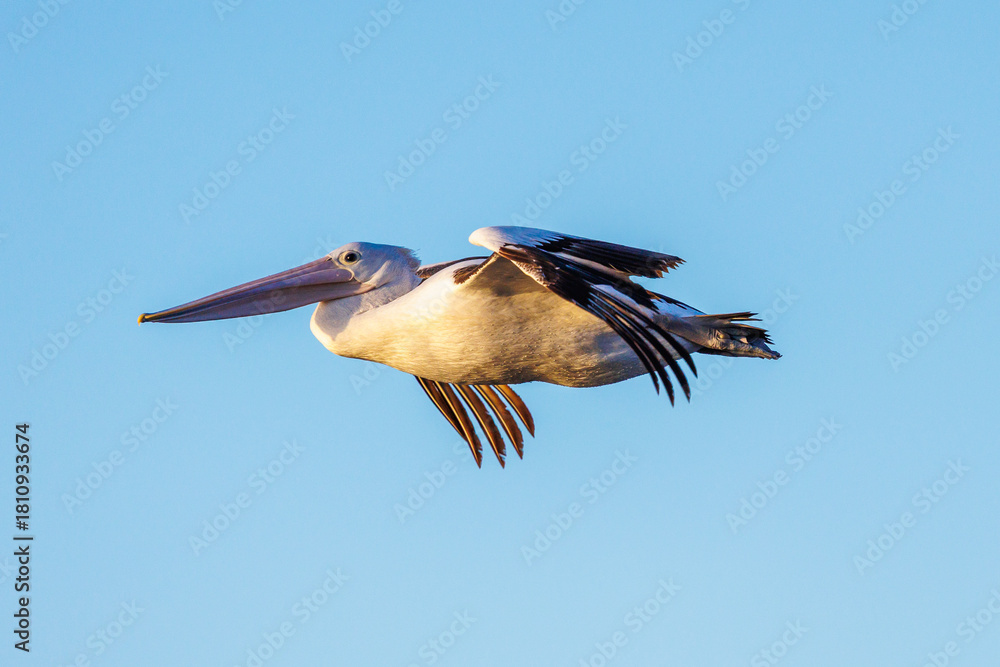 Obraz premium Pelican