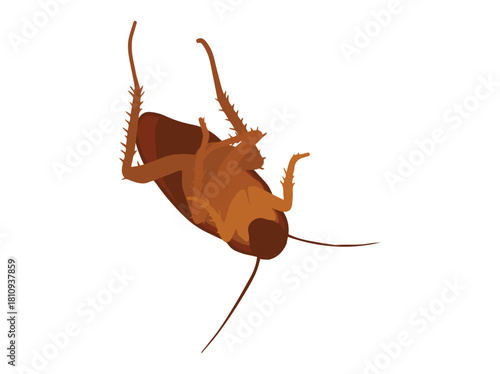 Cockroach Die or Dead Insect