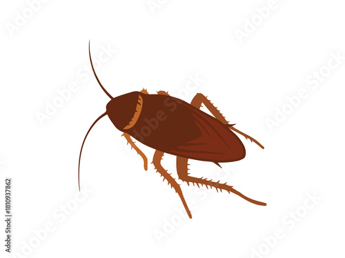 Hand Drawn Cockroach Insect Illustration
