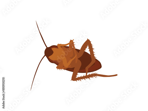 Cockroach Die or Dead Insect